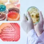 BOITE DE PETRIE 90*15 1 SECTEUR/UNITE